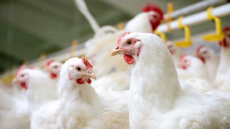 L'estate si avvicina, cosa si può fare per far fronte al calo della produzione delle galline ovaiole