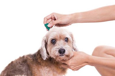 Заштита од болви и крлежи за кученца