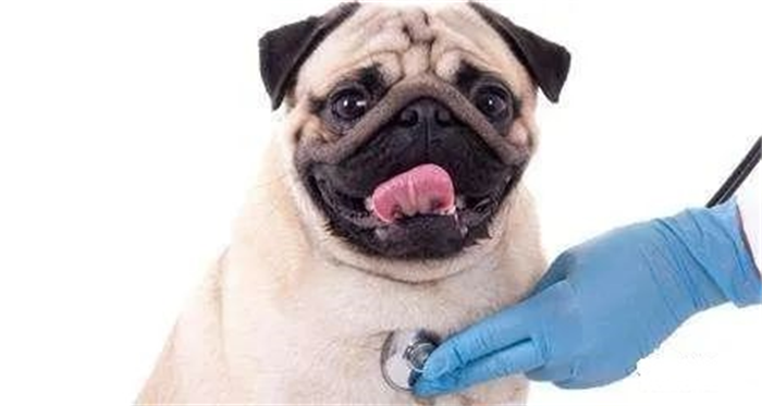 What are the most common diseases of bulldog, Jingba and Bago?
