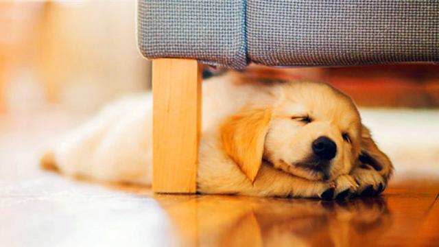 Apakah rutin waktu tidur yang baik untuk anak anjing?