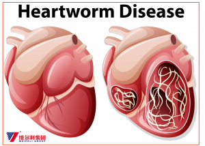 OEM Chinwa faktori veterinè heartworm remèd tablèt pou bèt kay