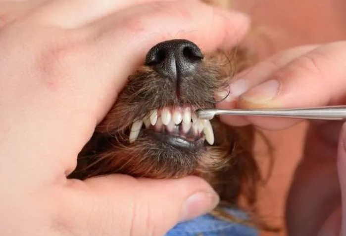 العناية بالأسنان للقطط والكلاب