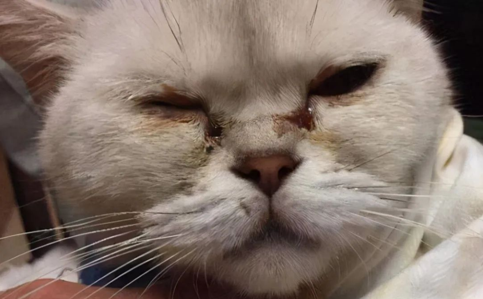 Vad är sjukdomen med pus och tårmärken i kattögon