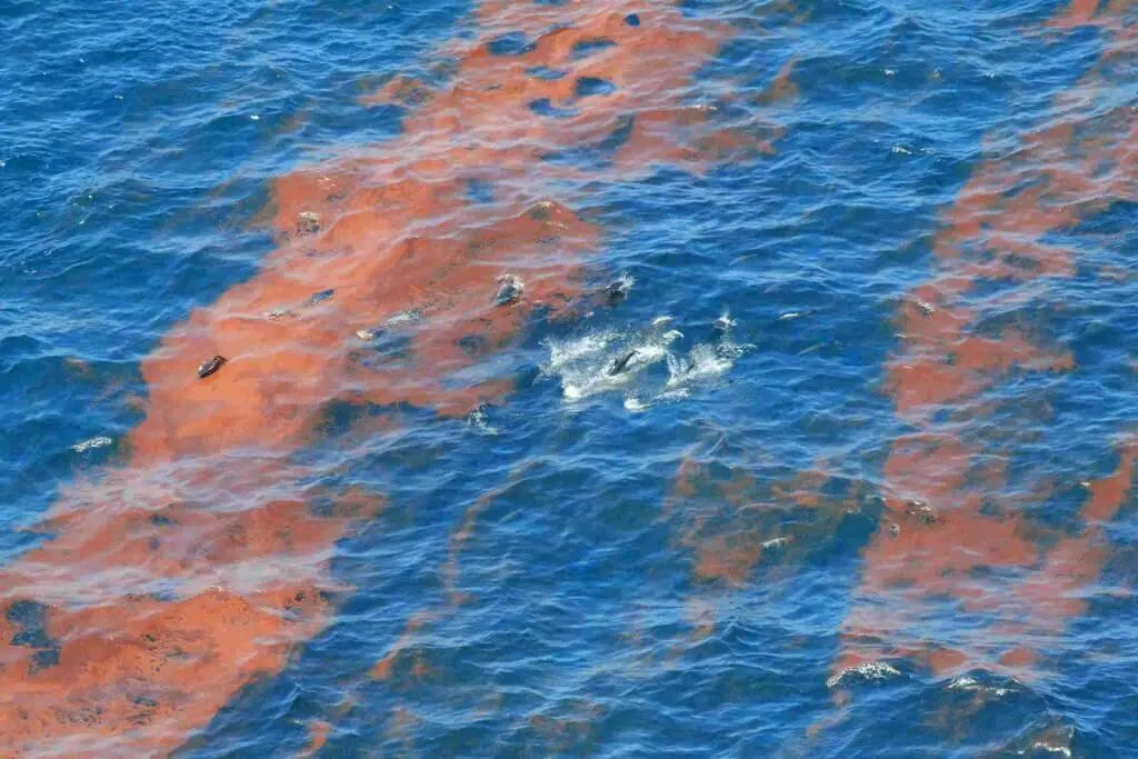 Organisma mutan di lautan selepas pencemaran