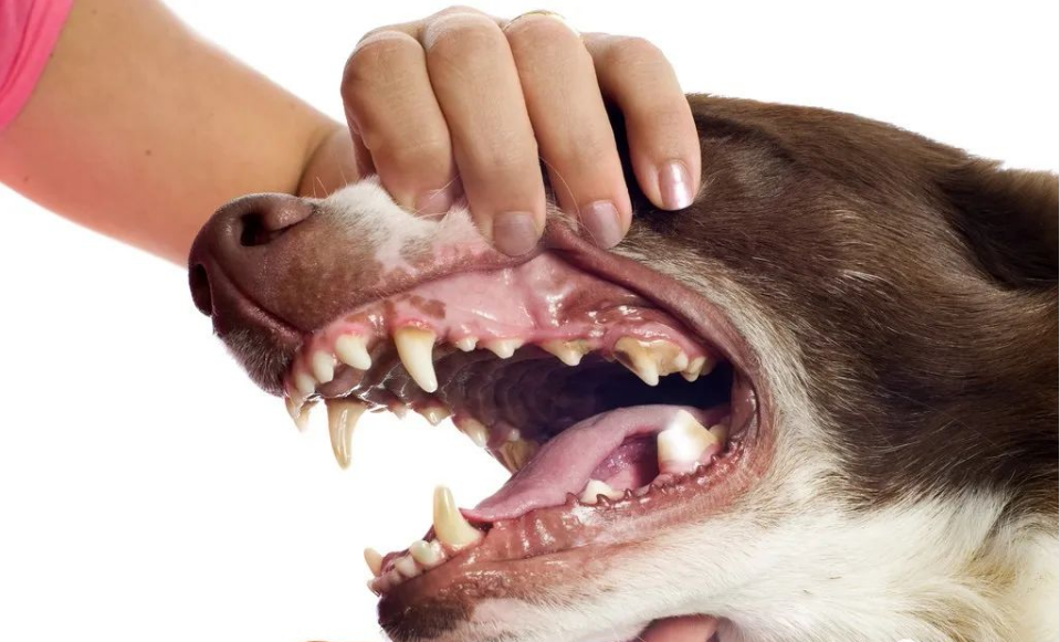 Com veure l'edat dels gats i els gossos a través de les dents