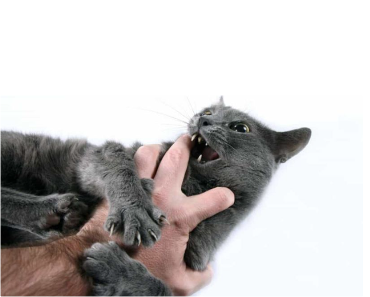 Co je nemoc z kočičího škrábnutí?jak léčit?