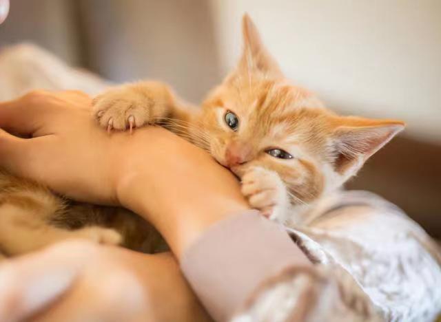 Як виправити котячий укус і подряпати людей