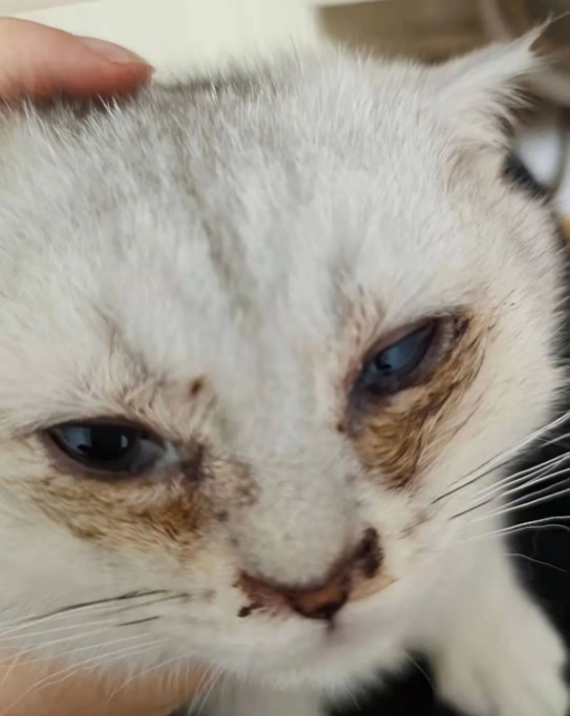Co je to onemocnění hnisu a slzných stop v kočičích očích?