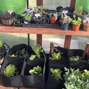 Plant Grow Bags 4 Grids Square Tungt tyg Upphöjd trädgårdsbädd Kruka för grönsaker