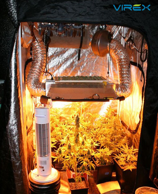 Grow Tents are planted to help growers harvest crops at ideal temperatures