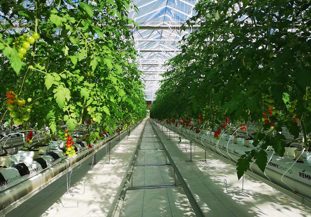 "Partnering with Ammerlaan adds glass Venlo greenhouses to our product portfolio"
