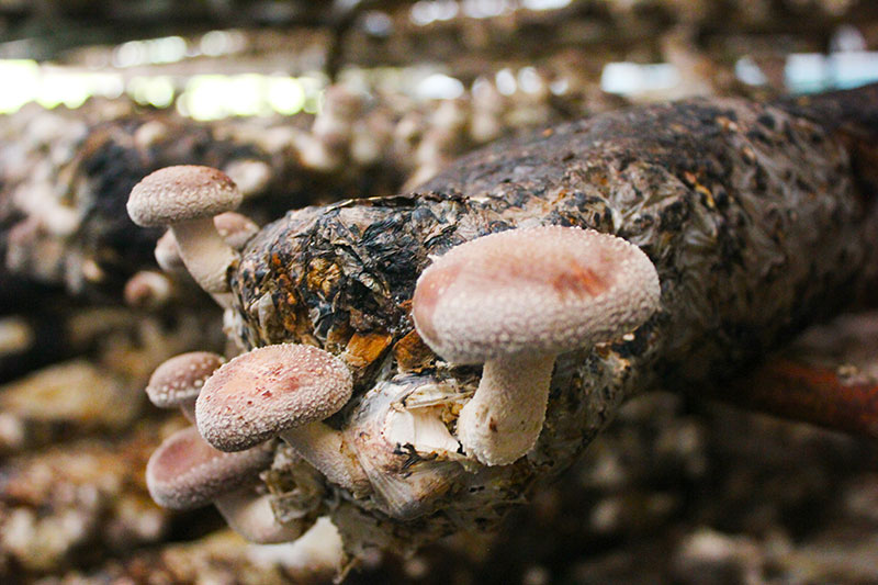 ʻO nā pono o Shiitake Mushrooms