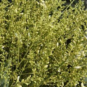 Sophora Japonica Extract Rutin և Quercetin Արտադրող