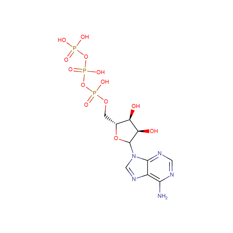 Trifosfato de adenosina disódico (ATP) Cas: 56-65-5