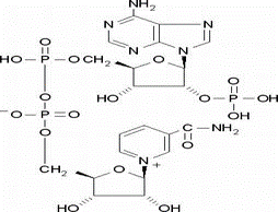 Nucleótido de trifosfopiridina