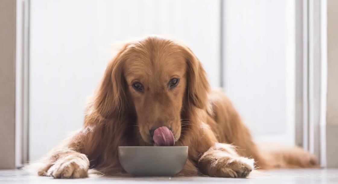 कुत्ते के भोजन की गुणवत्ता की पहचान कैसे करें
