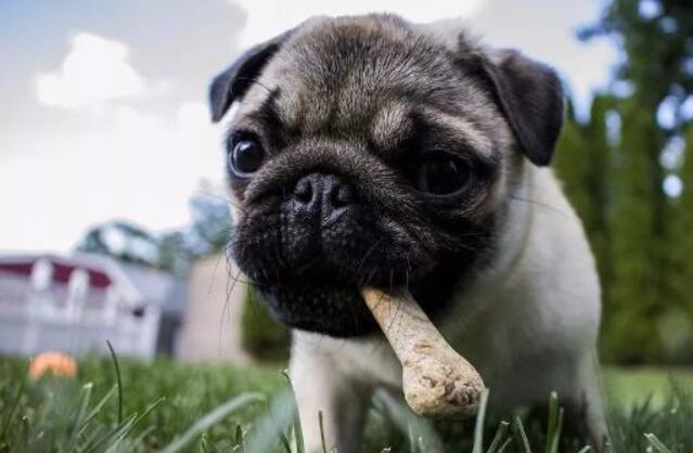 Dawanie psom „jedzenia przekąsek i zbierania przekąsek” wymaga większej uwagi.Nie dotykaj tych 4 nieporozumień