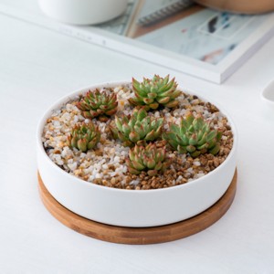 ຂາຍສົ່ງ Round ສີຂາວ Ceramic Succulent Pot Plant