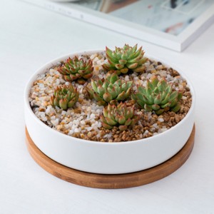 Pot de plantes succulentes en céramique blanche ronde en gros