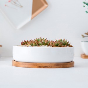 ຂາຍສົ່ງ Round ສີຂາວ Ceramic Succulent Pot Plant