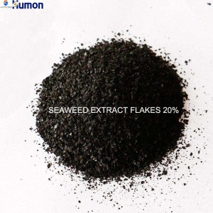 Harness the Benefits of Seaweed with Our Extract Powder 25%