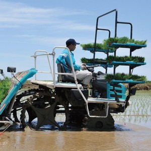 Žemės ūkio važiavimas 6 tipo eilėmis vaikščiojant žaliavinių ryžių transplantatoriumi su didelio skersmens ratuku