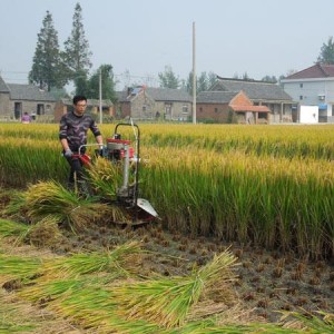 Izdevīgs rīsu griezējs dažādu augu griešanai, izmantojot tiešās piedziņas kultivatoru