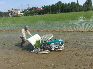 De-kalidad na 4 Rows Manual Walking Rice Transplanter