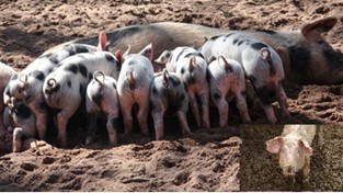Fermenteringsteknologi for organisk gjødsel fra gris