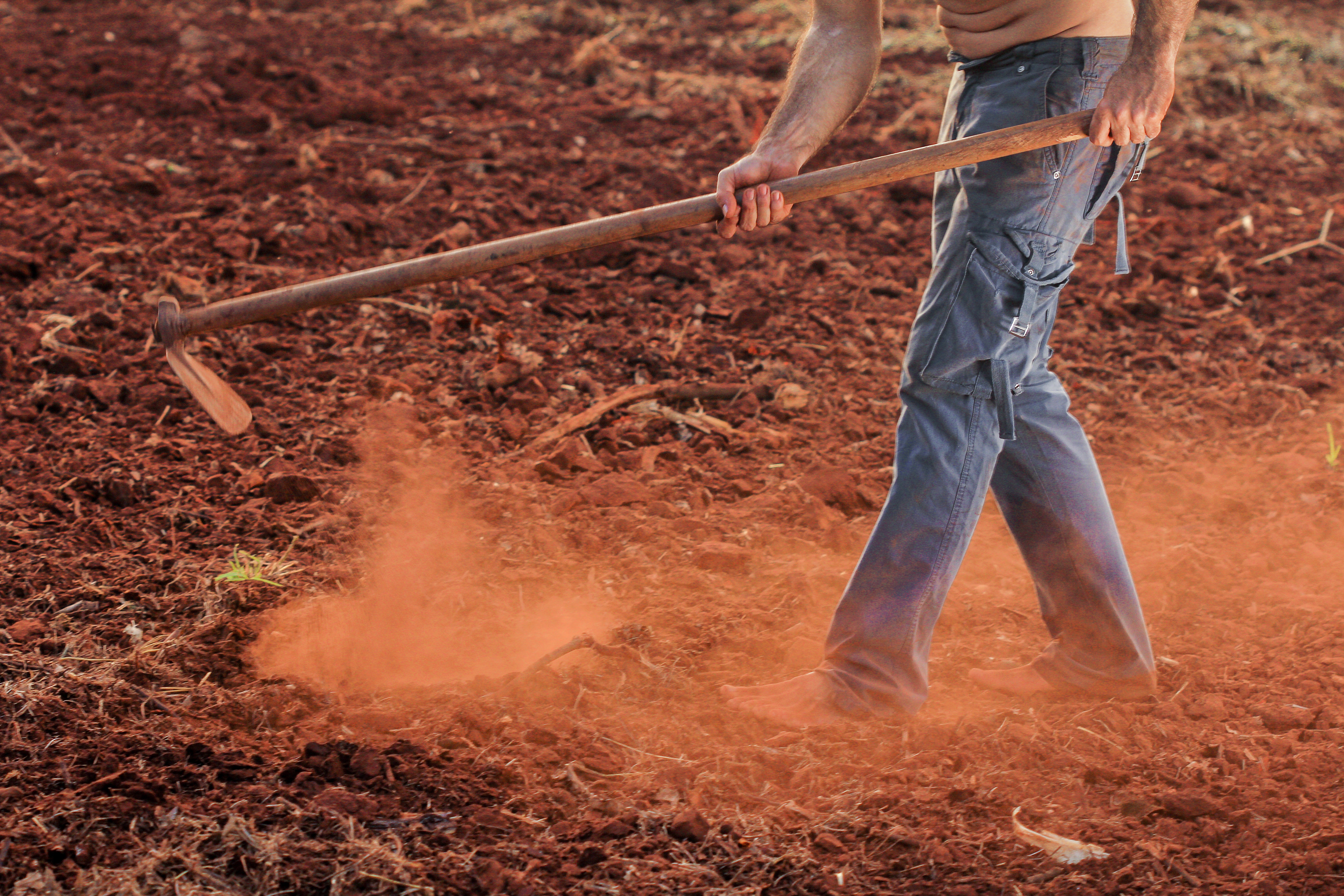 Cara membuat kompos dan memfermentasi pupuk organik
