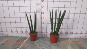 Sansevieria Cylindrica 3pp / Cylindrica 6pp Recta