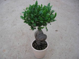 Ficus Microcarpa Bonsai Женшен Ficus