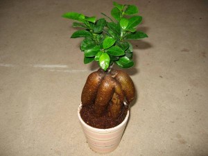Ficus Microcarpa 분재 인삼 Ficus