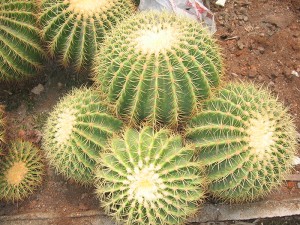 Kinijos auksinės statinės kaktusas Echinocactus Gruso...