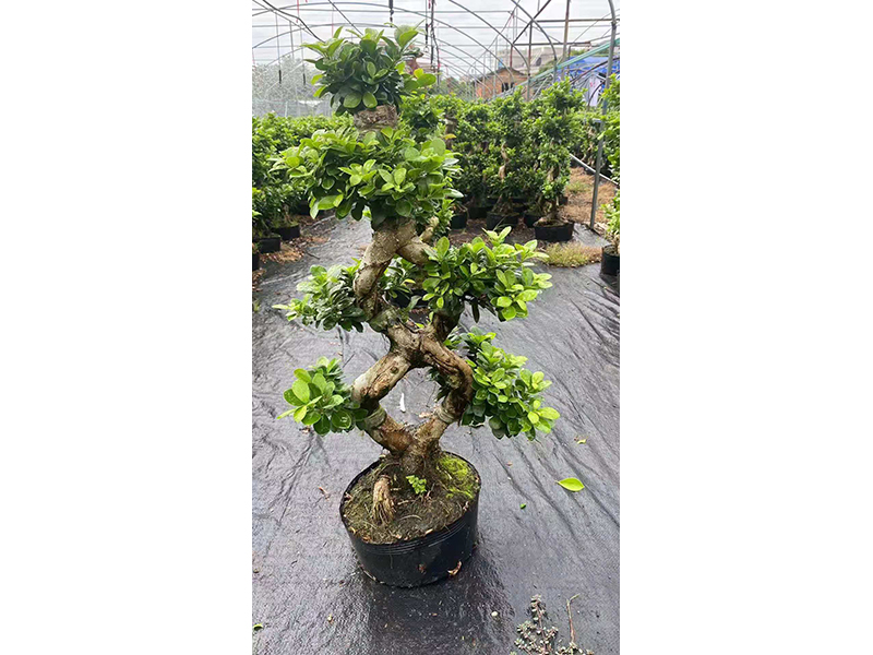 Ficus Microcarpa 8 හැඩයේ විශේෂාංග සහිත රූපය