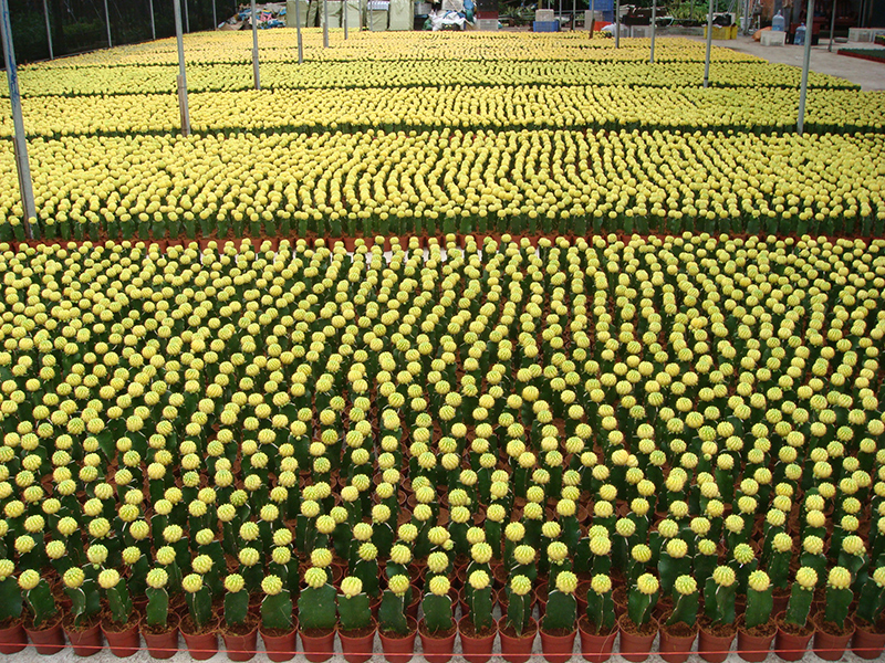 Plantas suculentas de cacto enxertadas na China Planta caseira (1)