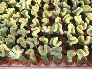 Plantas suculentas de cactus enxertados en China