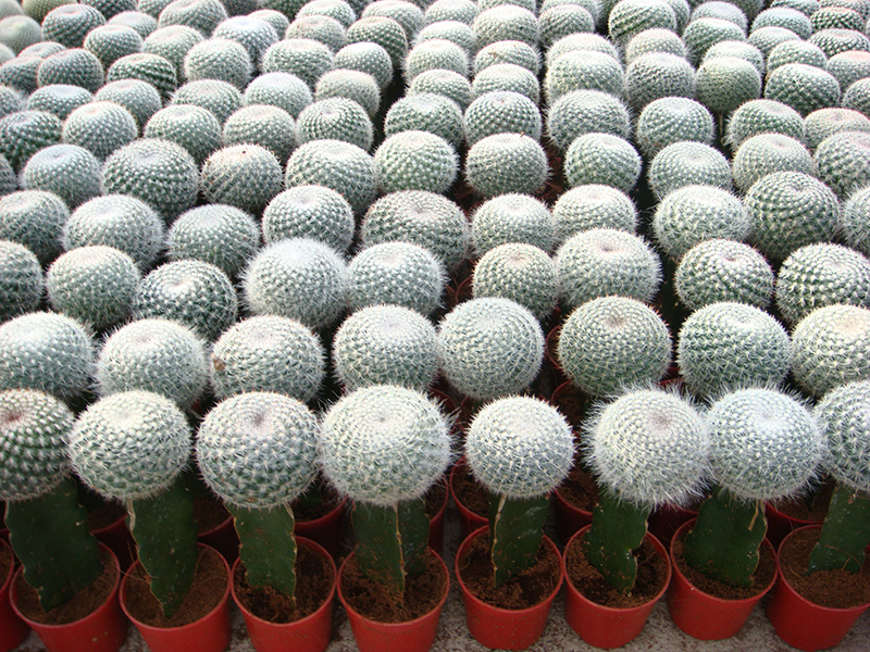 Plantas suculentas de cactos enxertados na China Planta caseira (4)