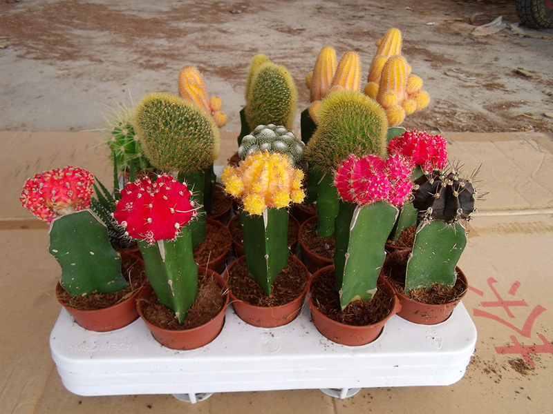 Kućna biljka sukulentnih biljaka kineskog cijepljenog kaktusa