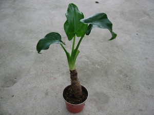 China Taro Tree Alocasia Macrorrhiza Fun ọṣọ