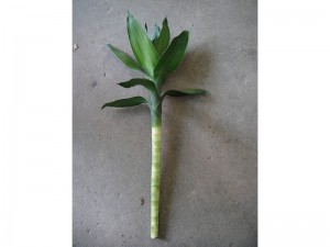 Лотус бамбус луцки Бамбус биљка драцаена сандериана