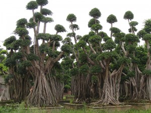 විසිතුරු පැල Microcarpa Ficus Root Shape