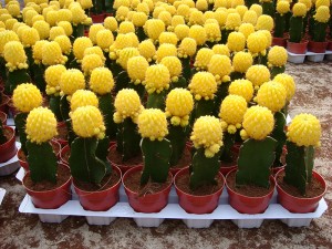 Parodia Schumanniana var.Albispinus Cactus
