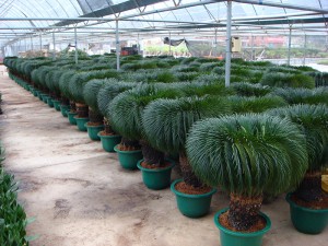 Cycas Revoluta palmės