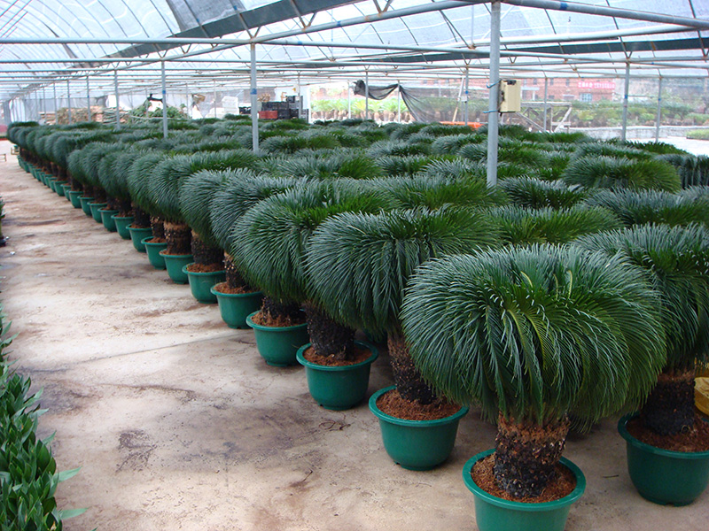 Cycas Revoluta Palm Trees