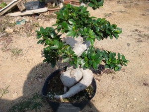 S ki gen fòm Ficus Bonsai Microcarpa Bonsai Tree