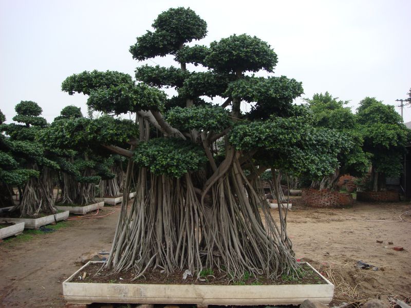 Ficus Microcarpa juurekujulised suured bonsaipuud välitingimustes esiletõstetud pildi jaoks