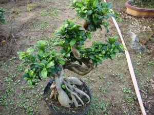 S-muotoinen Ficus Bonsai Microcarpa Bonsai Tree