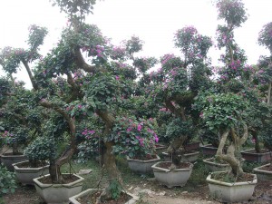 Planta con flores de bonsái de buganvilla
