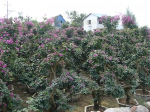 Bougainvillea Bonsai bloeiende plant